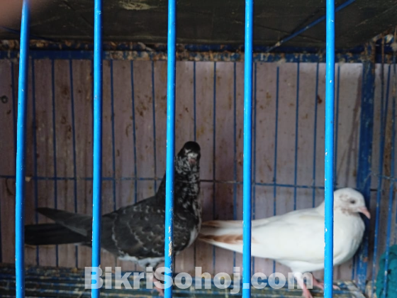 Pigeons/কবুতর